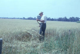 Fraser Auld cradling oats on farm south of Guelph