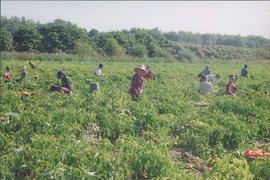 Migrant workers of Low German Mennonite background from Mexico