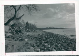 Rocky shore and tree along Lake Winnipeg