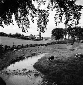 Stream, rail fence, and  buildings on Chas Schuett's farm southeast of Winterbourne, Ontario