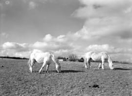 White horses on John Rappolt's farm near Galt, Ontario