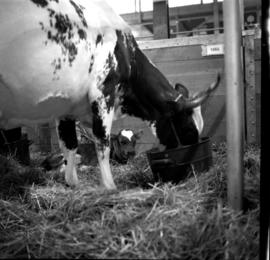 Ayrshire calf and cow at the Royal Winter Fair in Toronto