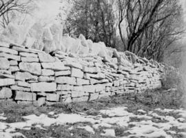 Stone fence in Waterloo County