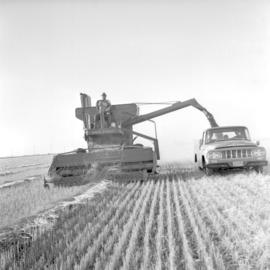 A common harvest scene in southern Manitoba.