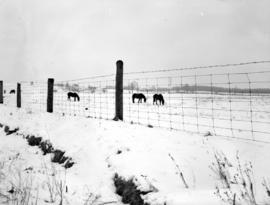 Wire fence on Archie Ferguson's farm on Highway 24 near Hespeler, Ontario