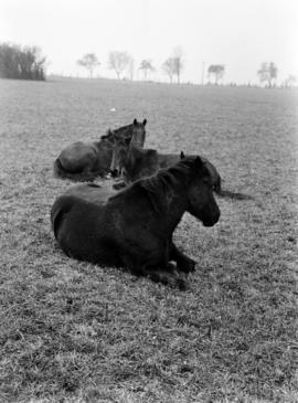 Horses lying down in field near Brampton, Ontario