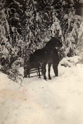 Horse drawn sleigh at Reesor, Ontario