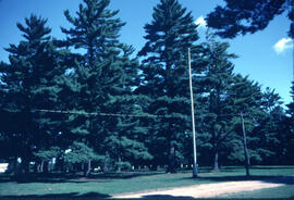 Stayner Camp large pine trees