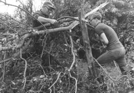 Waldo Thiessen and John Neufeld clean up twisted trees