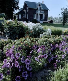 Garden at the Kuepfer farm, an Old Order Amish farm northeast of Millbank, Ontario