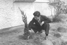 A young Japanese man plants a small evergreen tree