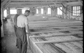 Lumber grading at the Geo Gordon Company sawmill on Cache Bay, Ontario