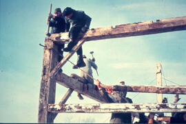 Barn raising crew driving wooden pegs into frame