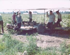 Cucumber picker and Mennonite family from Mexico