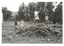 Boys at the Githumu Secondary School collecting fire wood