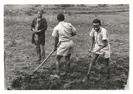 Githumu Secondary School students doing agricultural work under supervision of a teacher