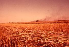 Wheat field, harvest