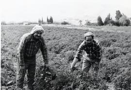 Two farmers in the Jordan Valley with their drip-irrigated tomato plants