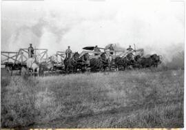 Five bridled teams of horse in front of the steam engine-thresher outfit.