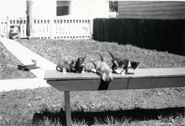 Kittens on a bench at 75 Hart Ave, 1955