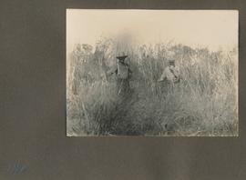 Blumengart: Peter L. Giesbrecht plantation of "yaraguay" grass