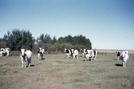 Bernhard Buhler farm cows