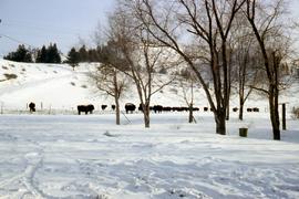 Winter scene at Lame Deer, Montana
