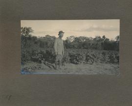 Waldheim, a new cotton plantation.
