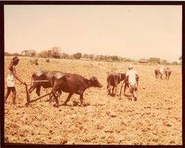 Ploughing fields with oxen