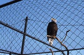 Eagle in cage