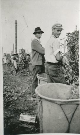 Henry P. Neufeldt and Aaron Ewert picking hops.