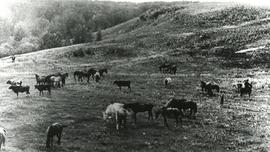 Friesen Livestock near Laird
