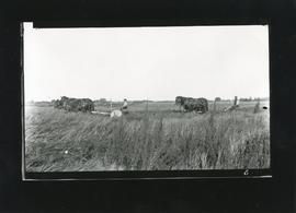 Mowing Hay, 1910